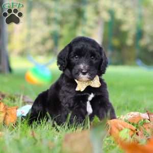 Theo, Sheepadoodle Puppy